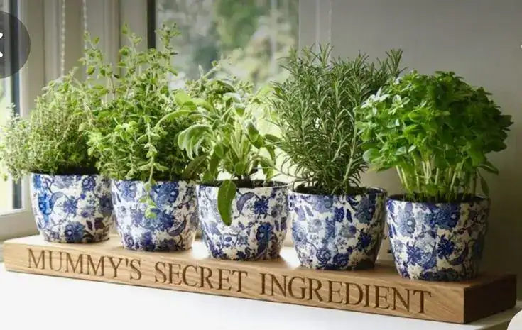 Herb garden in decorative blue and white pots for housewarming gifts.