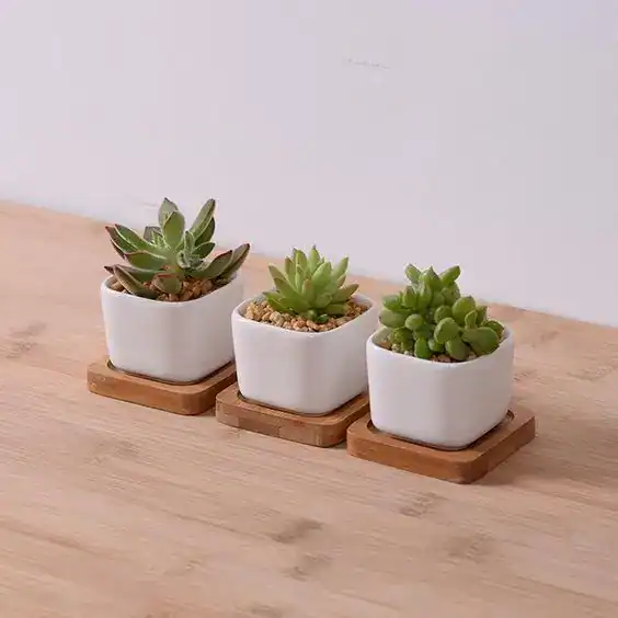 Succulent plants in white pots, perfect housewarming party favors, eco-friendly and stylish decor id.